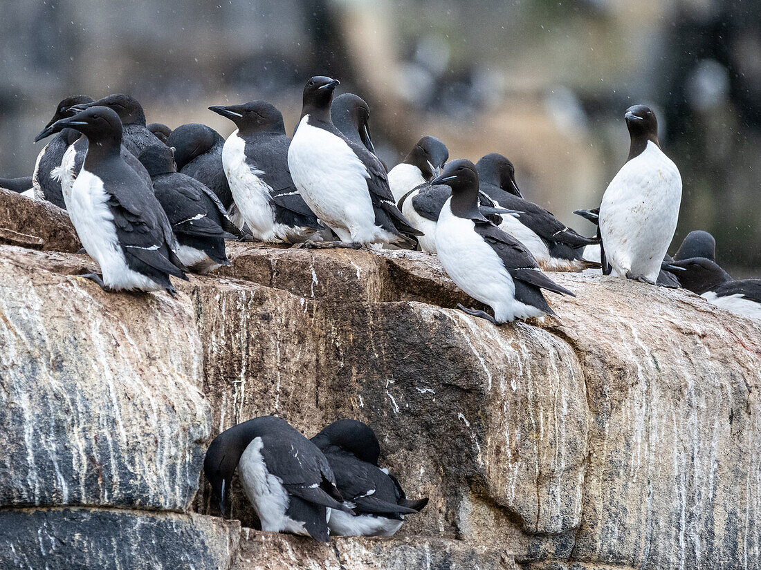 Ausgewachsene Trottellummen (Uria lomvia) versammeln sich auf den Klippen von Alkefjellet, Spitzbergen, Svalbard, Norwegen, Europa