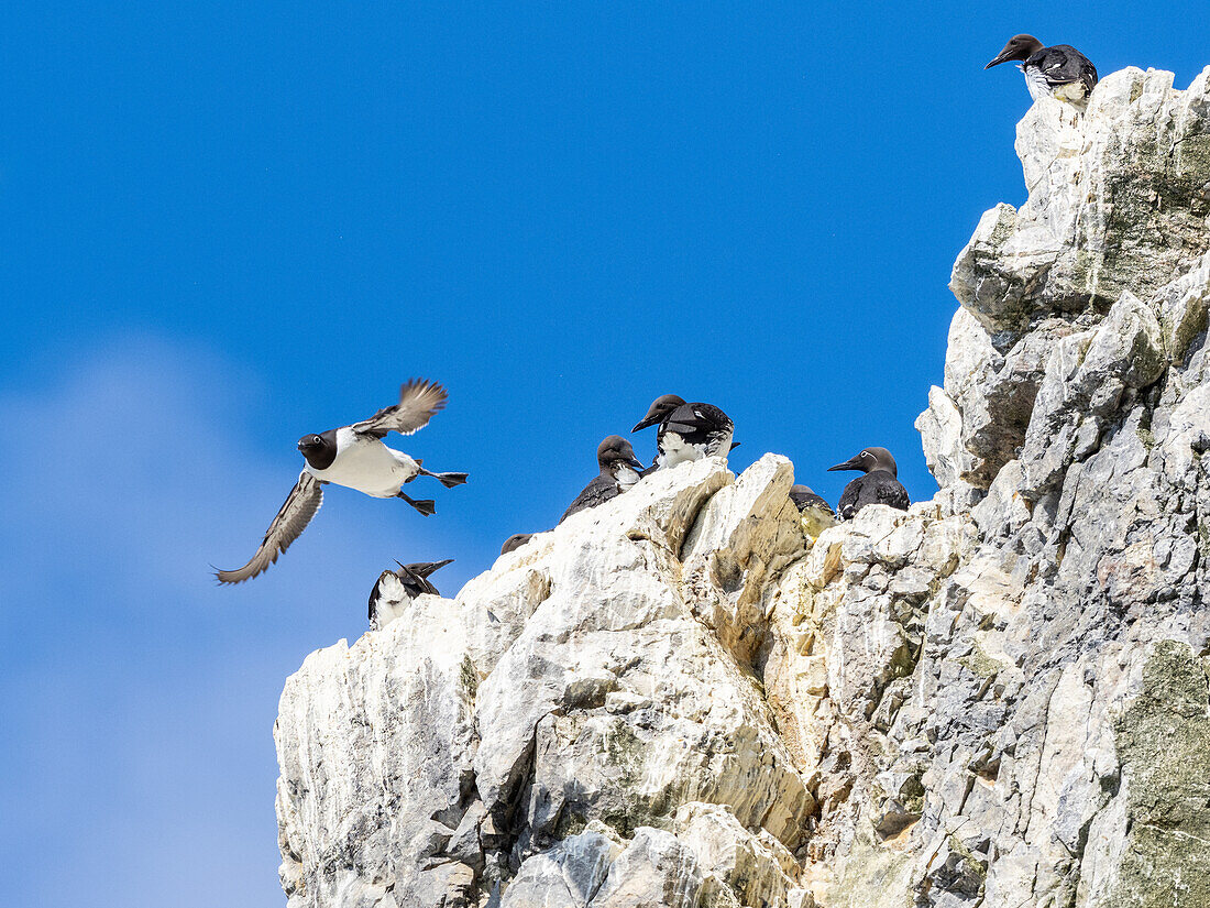 Adult common guillemot (Uria aalge) taking flight at nesting site on the cliffs at Bjornoya, Svalbard, Norway, Europe