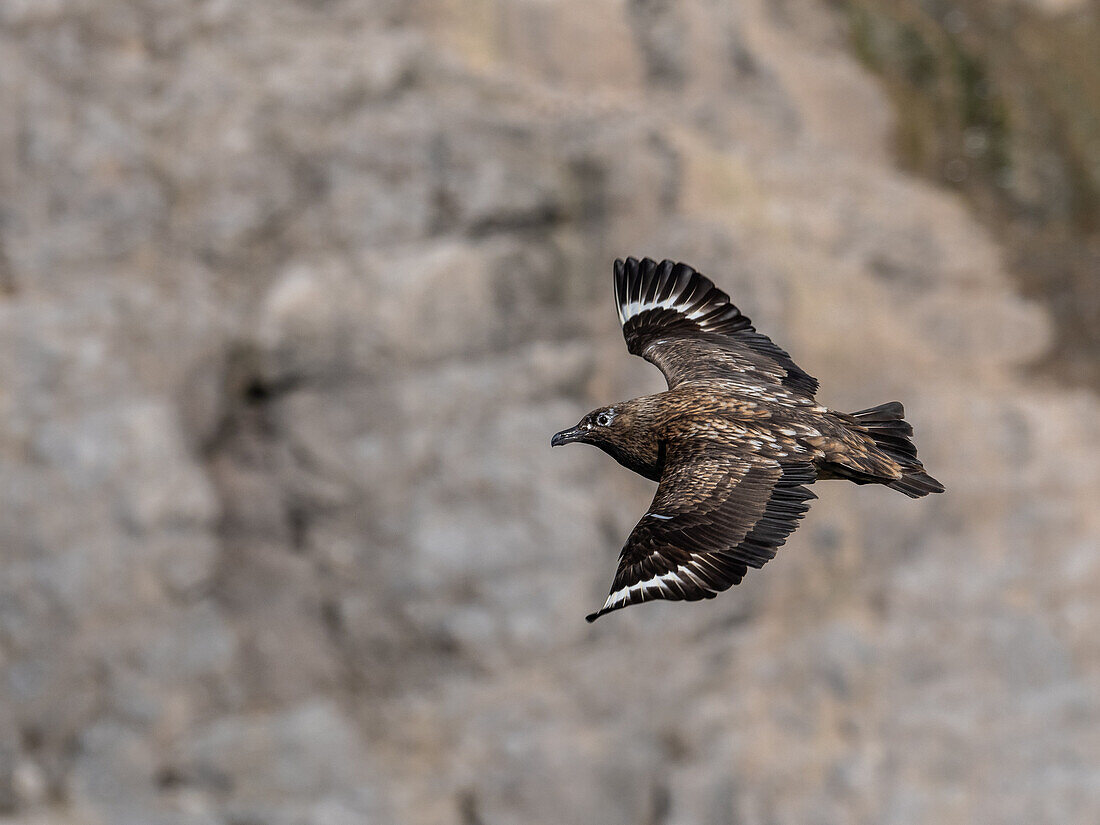 An adult great skua (Stercorarius skua) in flight at Bjornoya, Svalbard, Norway, Europe