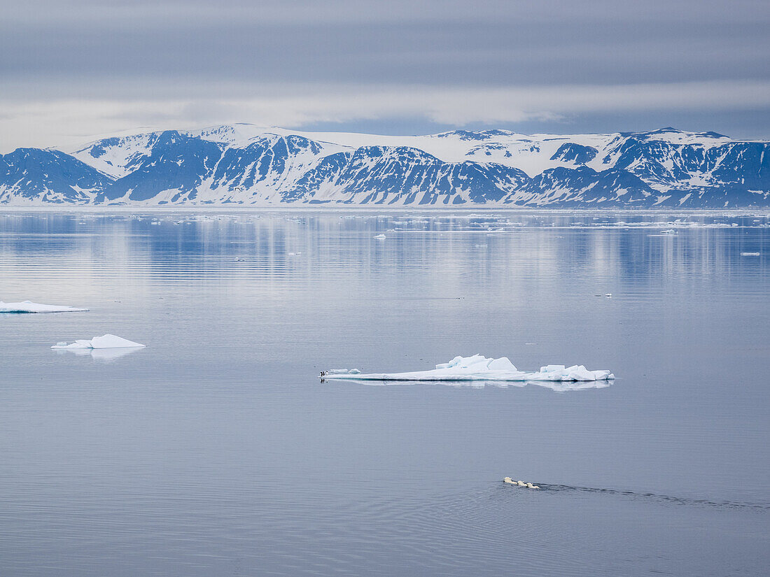 Eine Eisbärenmutter (Ursus maritimus) schwimmt mit ihren einjährigen Jungen hinter ihr in Reinsdyrflya, Svalbard, Norwegen, Europa