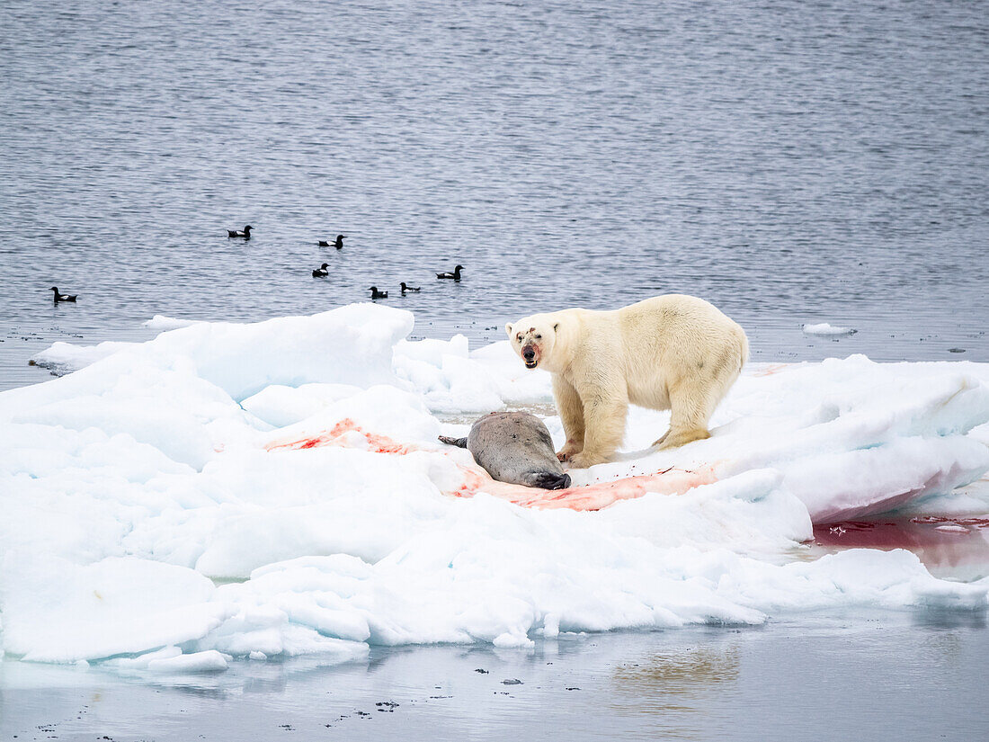 An adult male polar bear (Ursus maritimus) with a bearded seal kill on an ice floe in Storoya, Svalbard, Norway, Europe