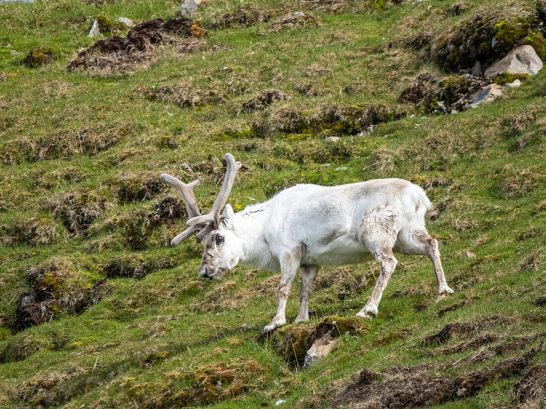 Spitzbergen-Rentiere (Rangifer tarandus platyrhynchus) grasen auf den Hügeln in der Nähe von Lilliehookbreen, Svalbard, Norwegen, Europa