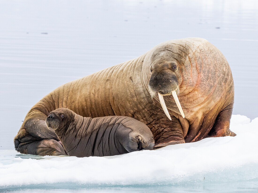 Walrossmutter (Odobenus rosmarus) mit Kalb auf einer Eisscholle in der Nähe von Storoya, Svalbard, Norwegen, Europa