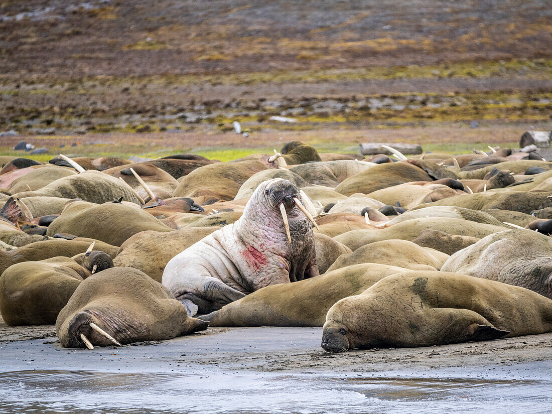 Ausgewachsene männliche Walrosse (Odobenus rosmarus) am Strand von Kapp Lee, Edgeoya, Svalbard, Norwegen, Europa