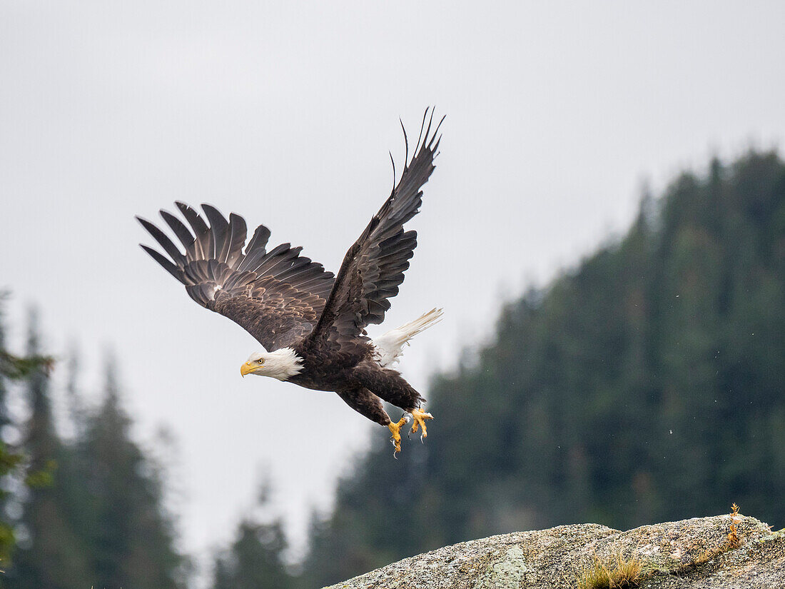 Ein erwachsener Weißkopfseeadler (Haliaeetus leucocephalus), der von einem Felsen fliegt, Kenai Fjords National Park, Alaska, Vereinigte Staaten von Amerika, Nordamerika