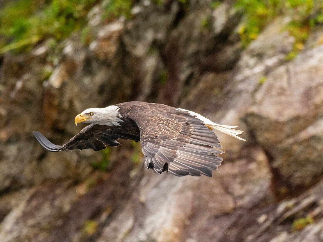 An adult bald eagle (Haliaeetus leucocephalus) taking flight from a rock, Kenai Fjords National Park, Alaska, United States of America, North America