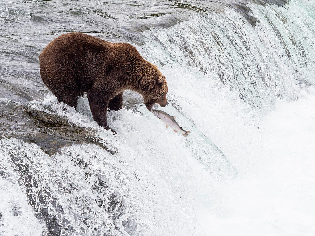 Ein erwachsener Braunbär (Ursus arctos) beim Lachsfang an den Brooks Falls, Katmai National Park and Preserve, Alaska, Vereinigte Staaten von Amerika, Nordamerika