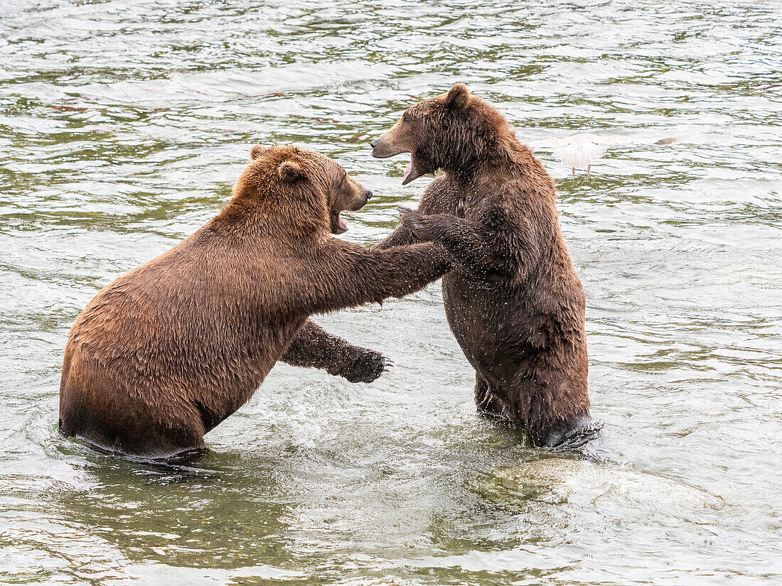 Ein Paar Braunbären (Ursus arctos) im Scheinkampf an den Brooks Falls, Katmai National Park and Preserve, Alaska, Vereinigte Staaten von Amerika, Nordamerika