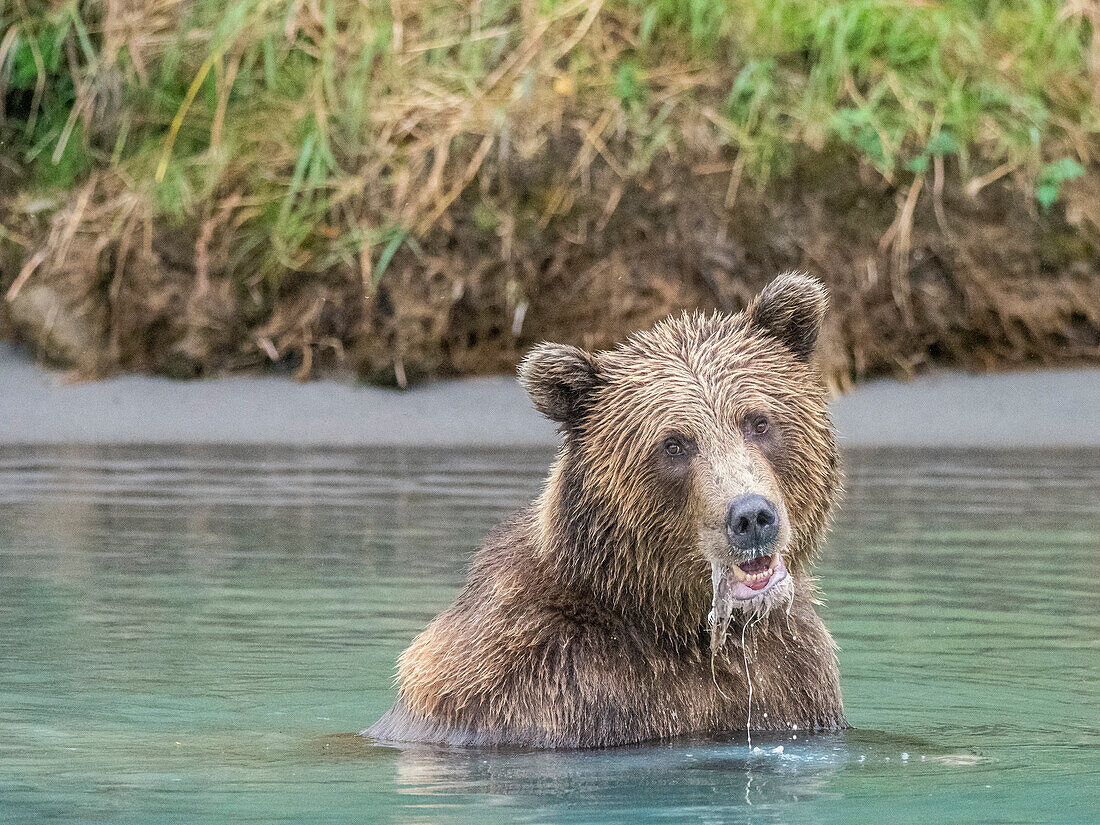 A young brown bear (Ursus arctos) fishing in the water at Lake Clark National Park and Preserve, Alaska, United States of America, North America