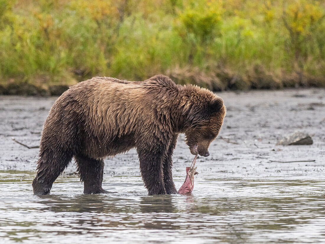 A young brown bear (Ursus arctos) with a dead salmon at Lake Clark National Park and Preserve, Alaska, United States of America, North America