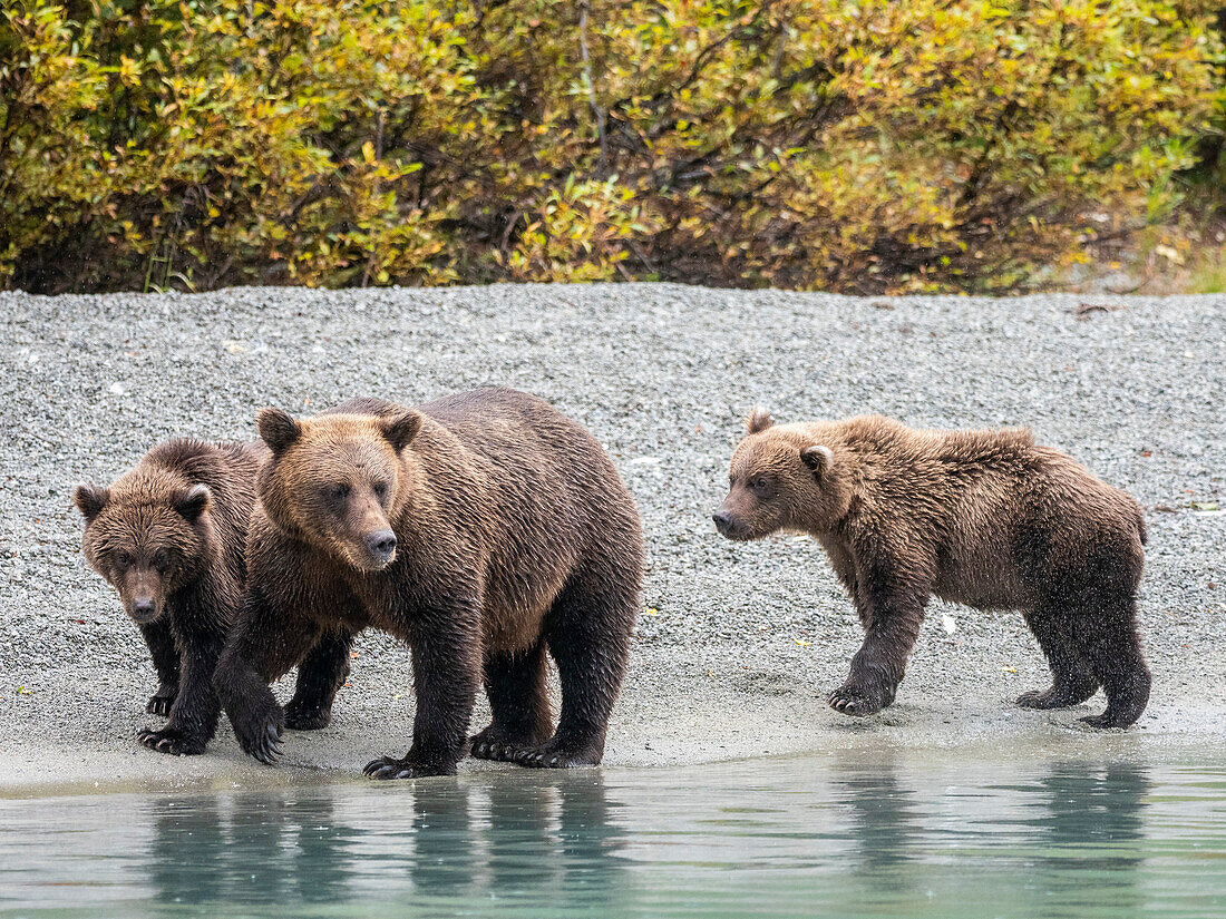 A mother brown bear (Ursus arctos) with her cubs on the beach in Lake Clark National Park and Preserve, Alaska, United States of America, North America