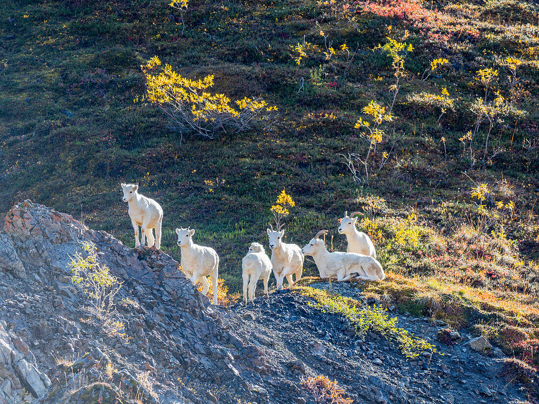 Eine kleine Gruppe von Dall-Schafen (Ovis dalli) grasen an einem Berghang im Denali-Nationalpark, Alaska, Vereinigte Staaten von Amerika, Nordamerika