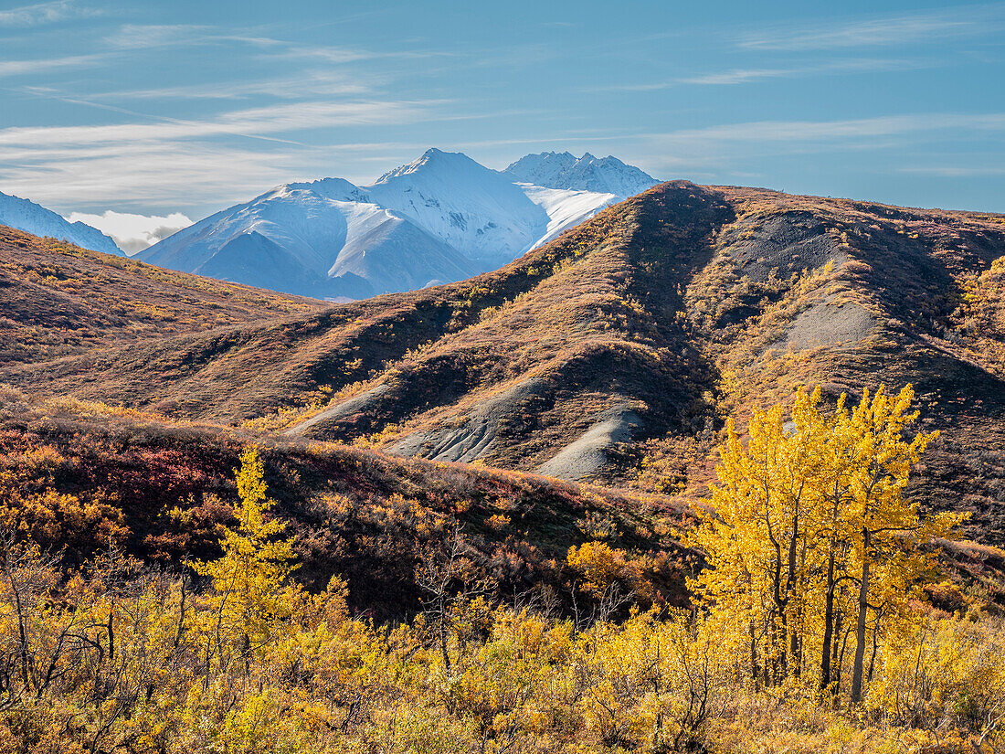 Snow covered mountains and fall color change amongst the shrubs and trees, Denali National Park, Alaska, United States of America, North America