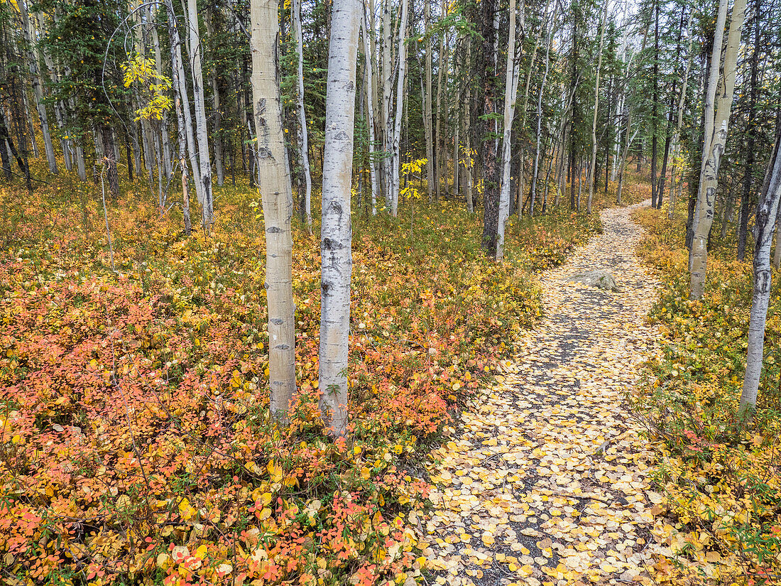 Fall color change amongst the trees and shrubs on the Rock Creek Trail in Denali National Park, Alaska, United States of America, North America