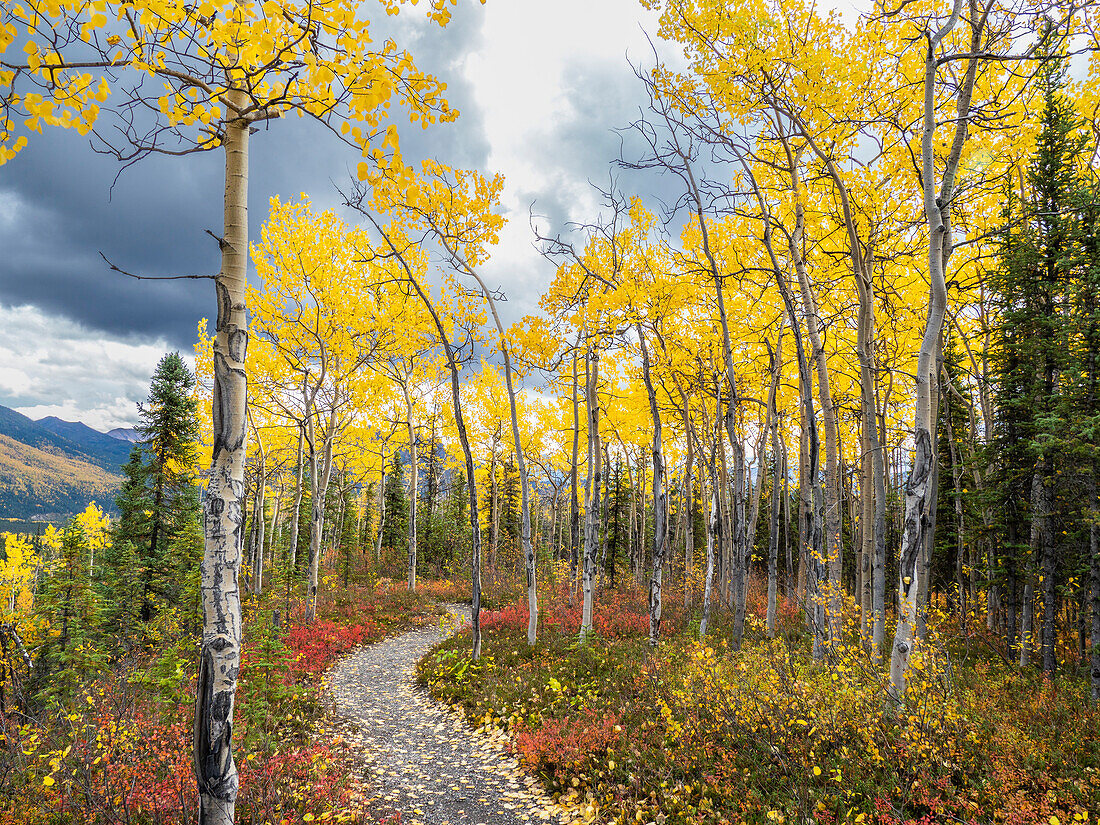 Herbstfarbenwechsel unter den Bäumen und Sträuchern auf dem Rock Creek Trail im Denali-Nationalpark, Alaska, Vereinigte Staaten von Amerika, Nordamerika