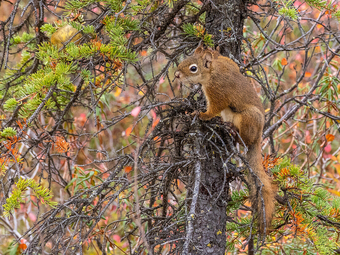 Ein erwachsenes amerikanisches rotes Eichhörnchen (Tamiasciurus hudsonicus) in den Bäumen im Denali National Park, Alaska, Vereinigte Staaten von Amerika, Nordamerika