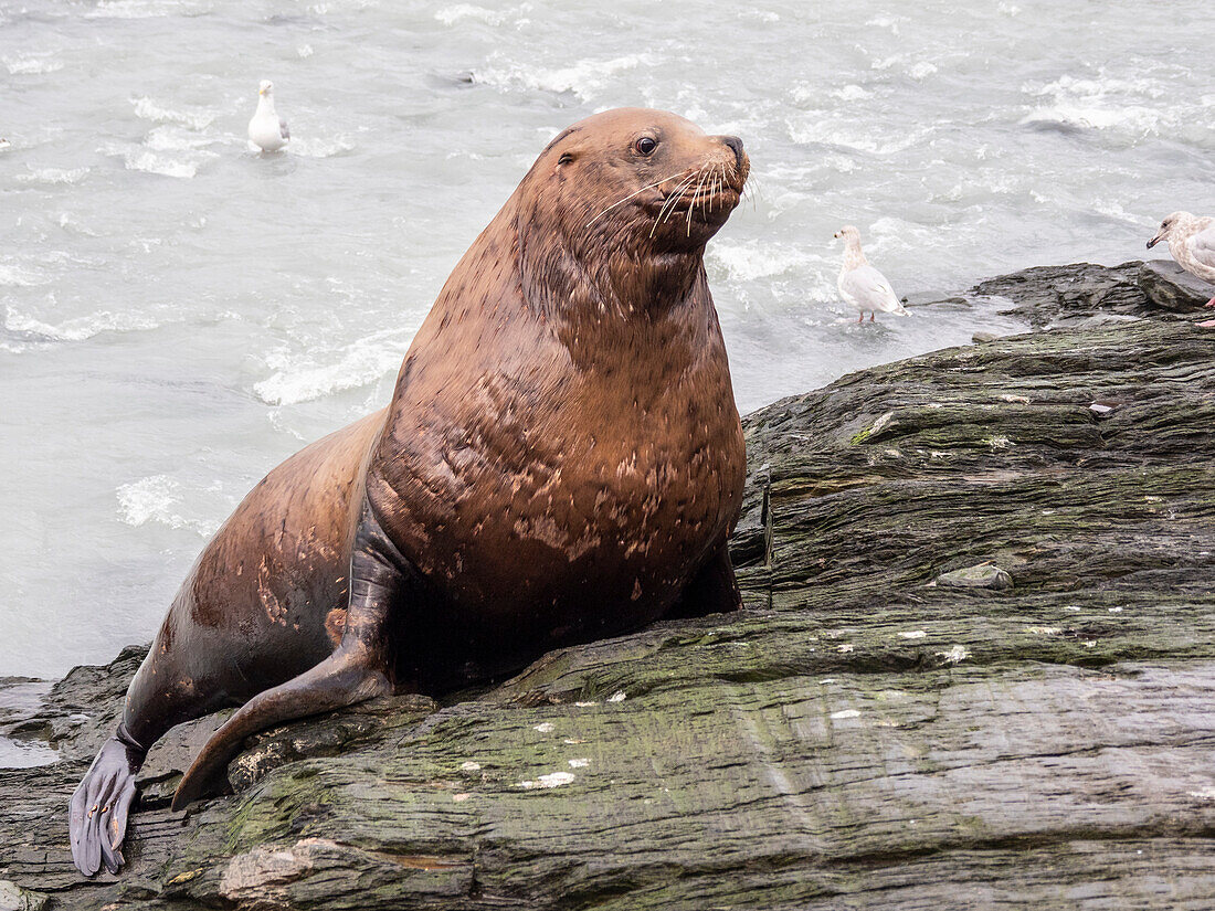 Ausgewachsener Stellerscher Seelöwenbulle (Eumetopias jubatus), Territorialverhalten in der Solomon Gulch Hatchery, Valdez, Alaska, Vereinigte Staaten von Amerika, Nordamerika