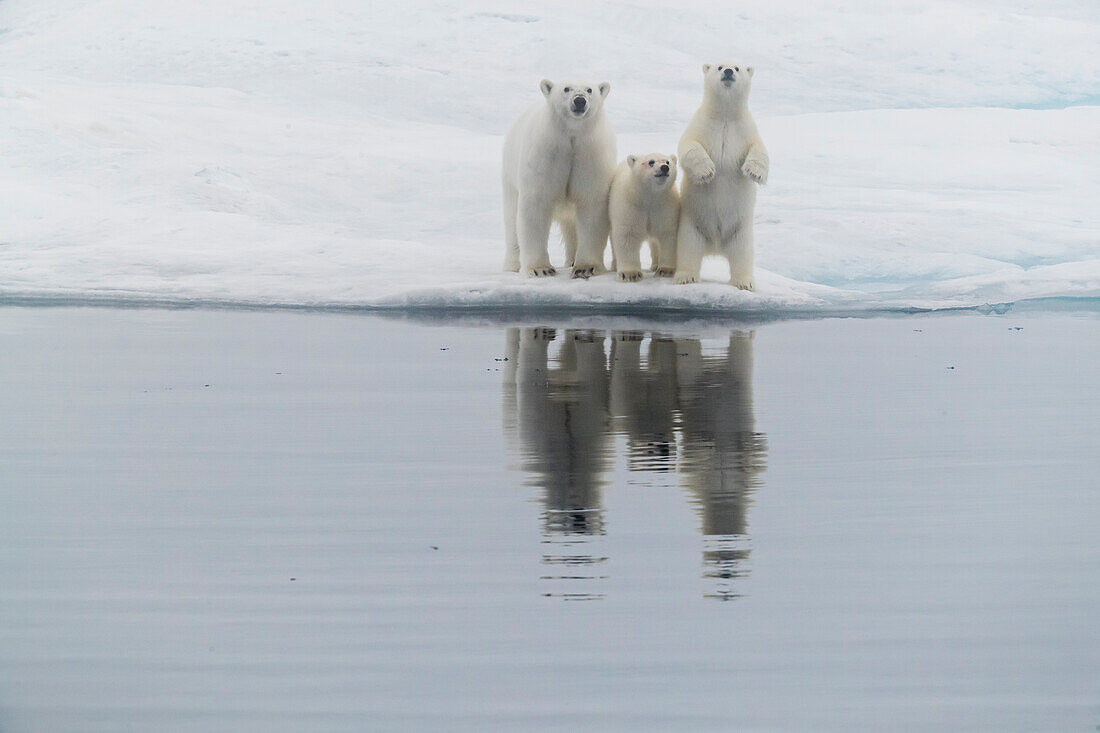 Eisbär (Ursus maritimus), Mutter und zwei Jungtiere auf einer Eisscholle im Nebel in der Davis Strait, Nunavut, Kanada, Nordamerika