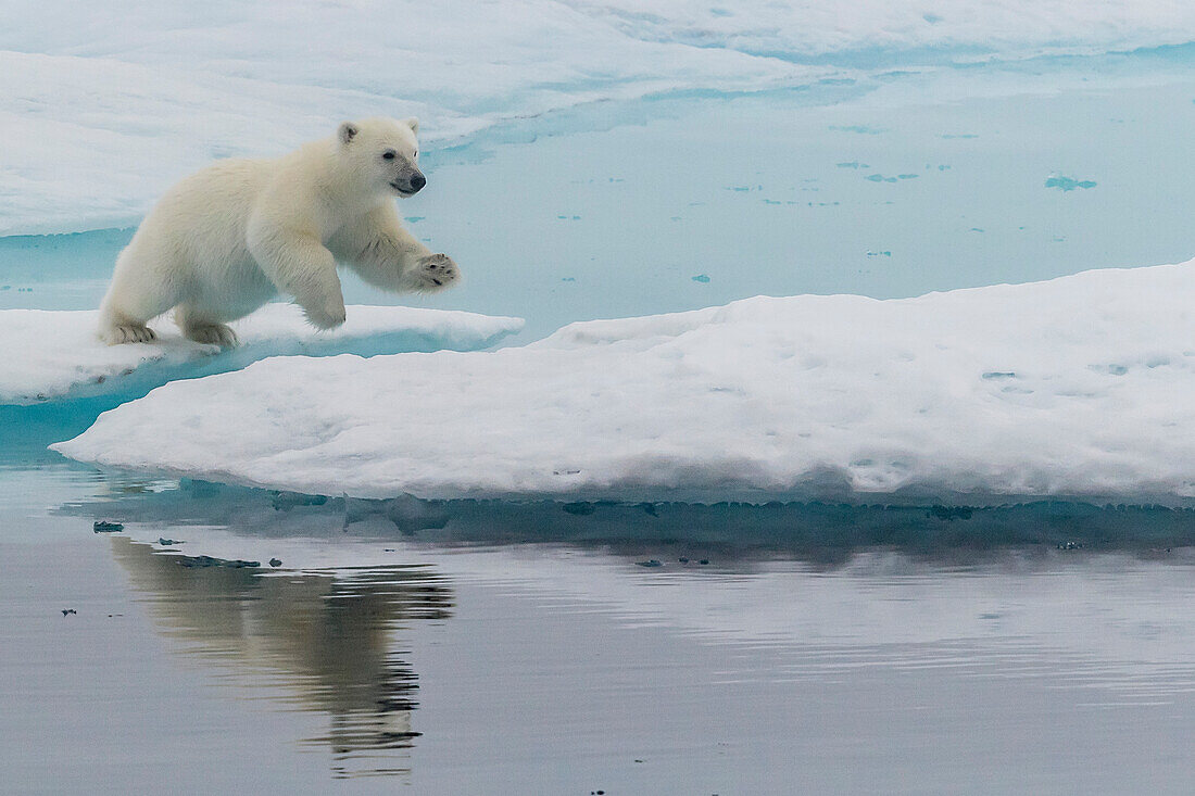Eisbär (Ursus maritimus), Jungtier springt auf einer Eisscholle im Nebel in der Davis Strait, Nunavut, Kanada, Nordamerika