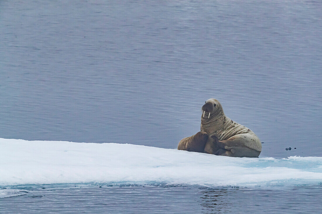 A mother Atlantic walrus (Odobenus rosmarus) with her young calf in Lancaster Sound, Nunavut, Canada, North America