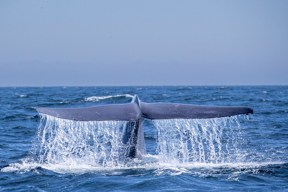 Ein erwachsener Blauwal (Balaenoptera musculus) beim Flukes-up-Tauchgang in der Monterey Bay National Marine Sanctuary, Kalifornien, Vereinigte Staaten von Amerika, Nordamerika