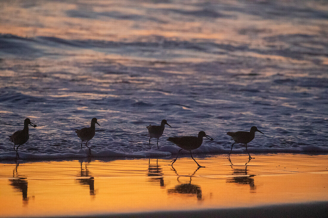 Ein Schwarm ausgewachsener Seelachse (Tringa semipalmata) bei Sonnenuntergang am Strand von Moss Landing, Kalifornien, Vereinigte Staaten von Amerika, Nordamerika