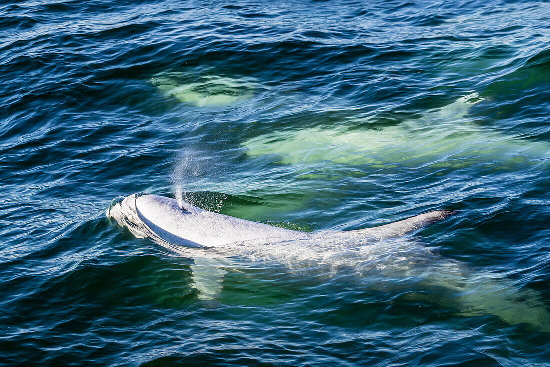 Ausgewachsene Risso's Delphine (Grampus griseus) tauchen zum Luftholen auf in Monterey Bay National Marine Sanctuary, Kalifornien, Vereinigte Staaten von Amerika, Nordamerika