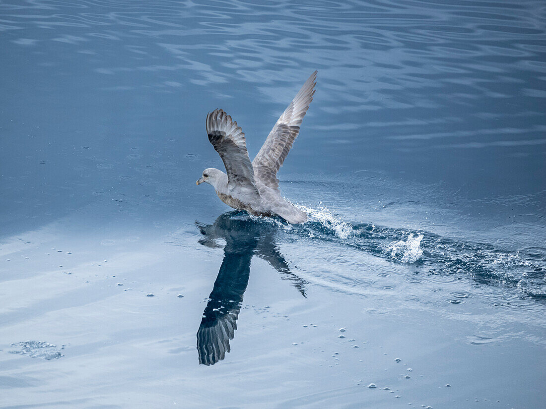 An adult northern fulmar (Fulmarus glacialis) taking flight in calm waters with its reflection, Nunavut, Canada, North America