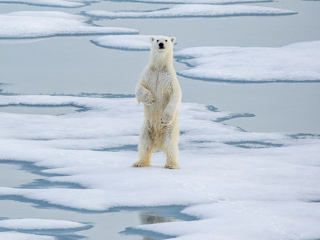 Ein neugieriger junger männlicher Eisbär (Ursus maritimus) steht auf dem Meereis nahe Somerset Island, Nunavut, Kanada, Nordamerika