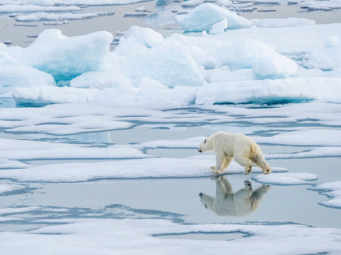 Ein neugieriger junger männlicher Eisbär (Ursus maritimus), der auf dem Meereis nahe Somerset Island spazieren geht, Nunavut, Kanada, Nordamerika