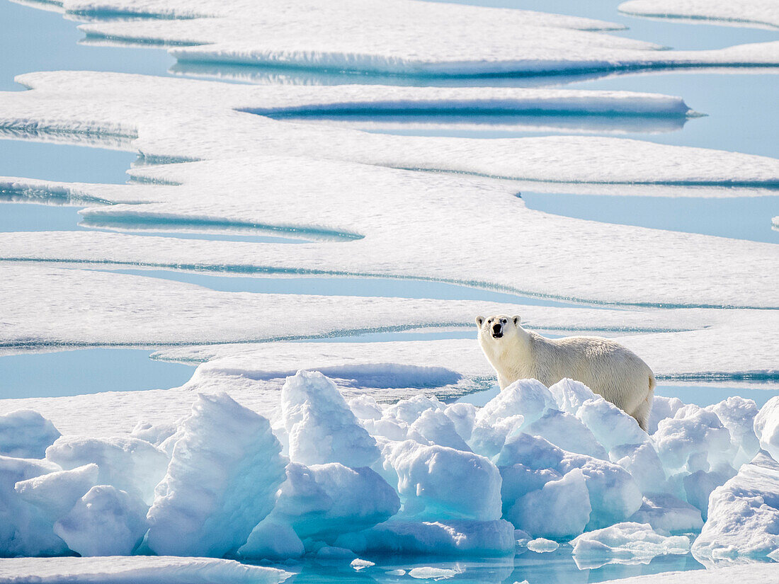 Adult polar bear (Ursus maritimus) in 10/10ths pack ice in McClintock Channel, Northwest Passage, Nunavut, Canada, North America