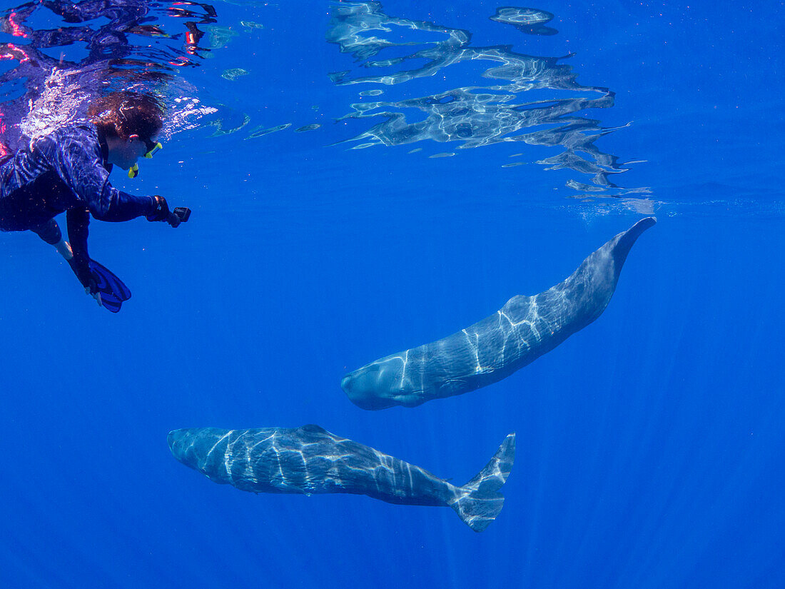 Die Forscherin schwimmt mit einer kleinen Gruppe von Pottwalen (Physeter macrocephalus) unter Wasser vor der Küste von Roseau, Dominica, Inseln über dem Winde, Westindische Inseln, Karibik, Mittelamerika