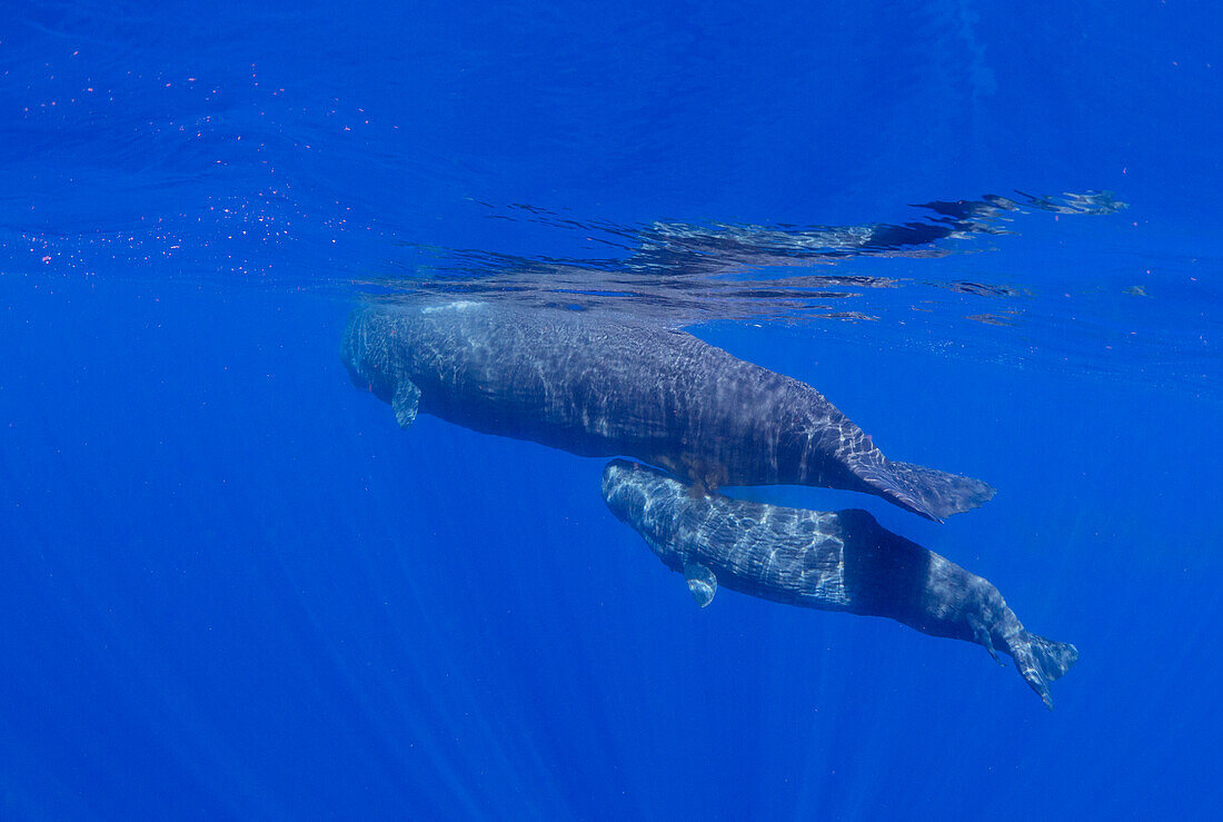 Eine Pottwalmutter mit ihrem Kalb (Physeter macrocephalus) schwimmt unter Wasser vor der Küste von Roseau, Dominica, Inseln über dem Winde, Westindische Inseln, Karibik, Mittelamerika