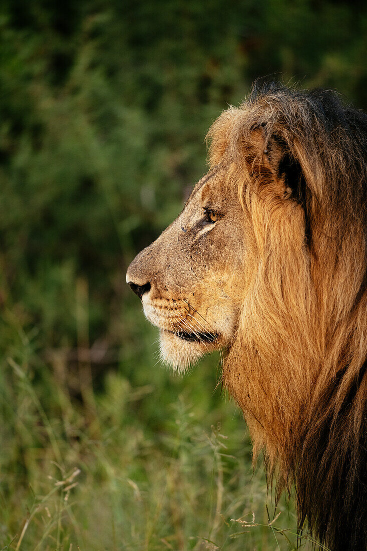 Männlicher Löwe, Marataba, Marakele-Nationalpark, Südafrika, Afrika