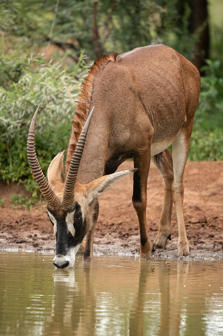 Roan Antilope beim Trinken, Marataba, Marakele National Park, Südafrika, Afrika