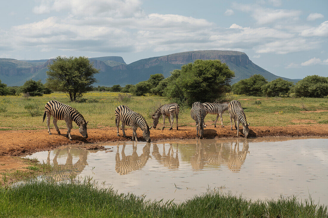 Burchell's Zebras am Wasserloch, Marataba, Marakele-Nationalpark, Südafrika, Afrika