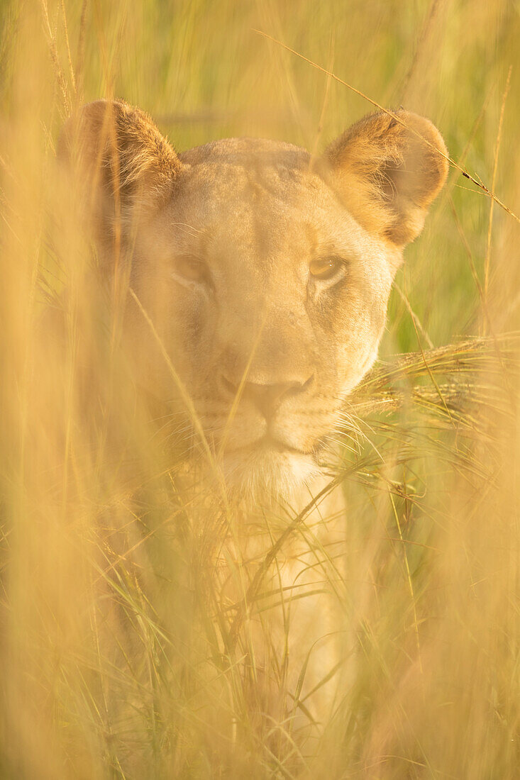 Löwin, Marataba, Marakele-Nationalpark, Südafrika, Afrika