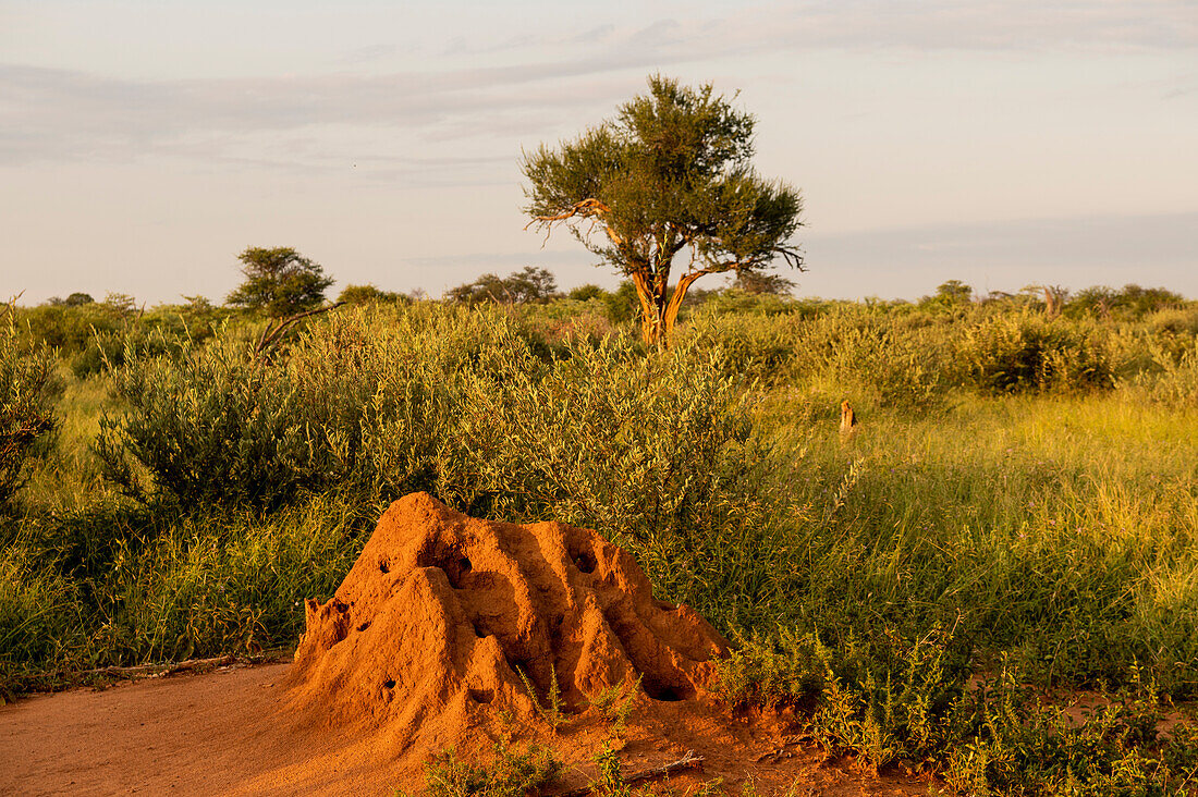 Termite Mound, Marataba, Marakele National Park, South Africa, Africa