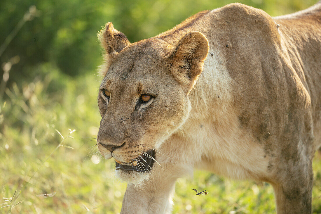 Löwin, Marataba, Marakele-Nationalpark, Südafrika, Afrika