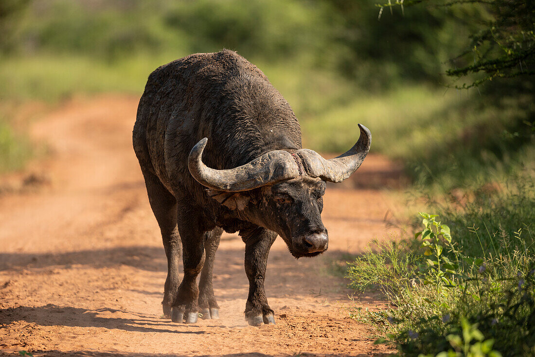 Kaffernbüffel, Marataba, Marakele-Nationalpark, Südafrika, Afrika