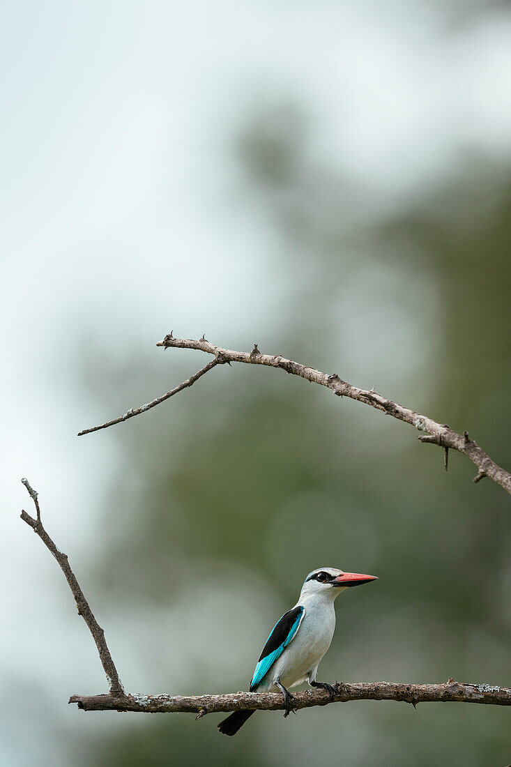 Woodland Kingfisher, Makuleke Contractual Park, Kruger National Park, South Africa, Africa