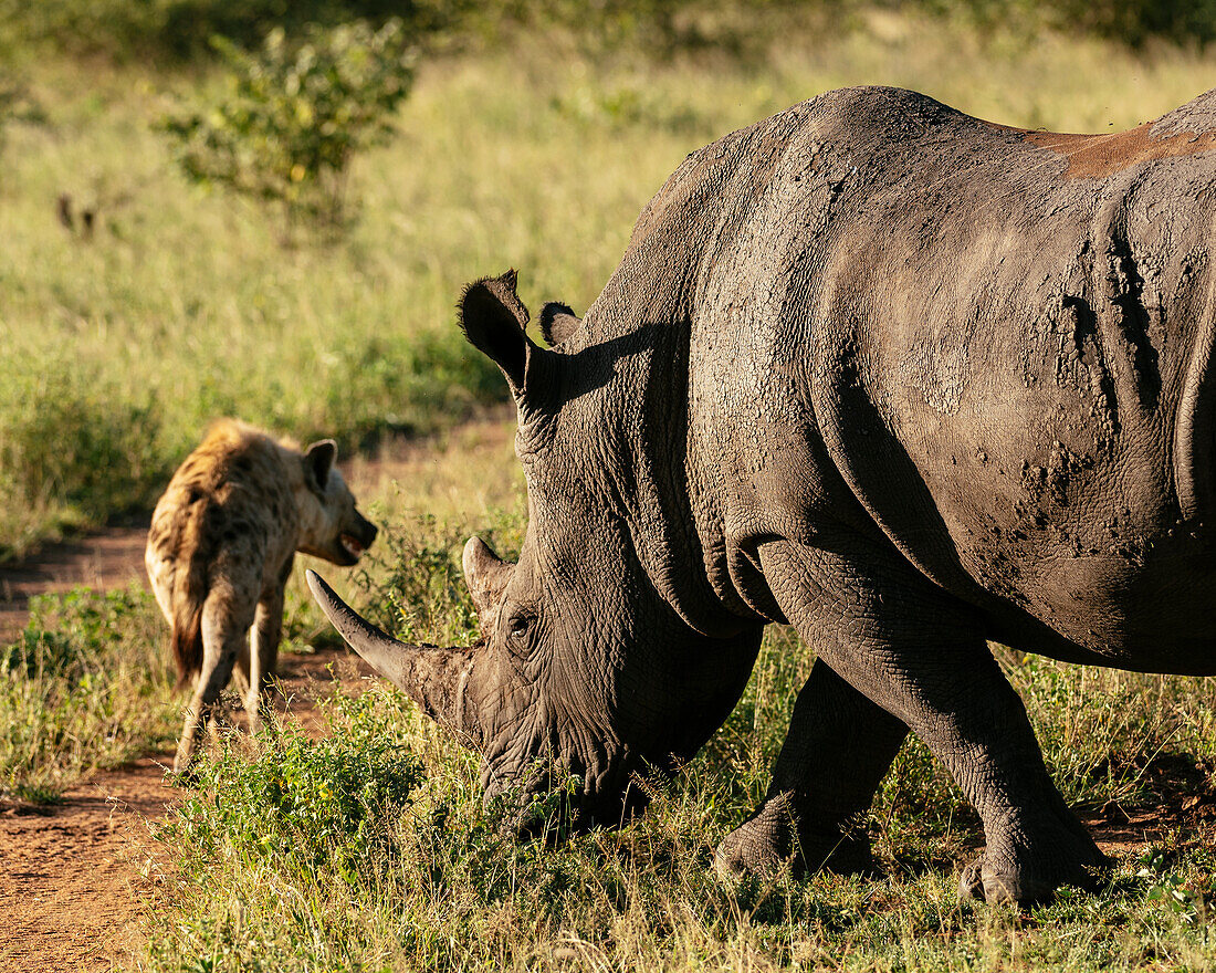 Hyena walking past White Rhino, Timbavati Private Nature Reserve, Kruger National Park, South Africa, Africa