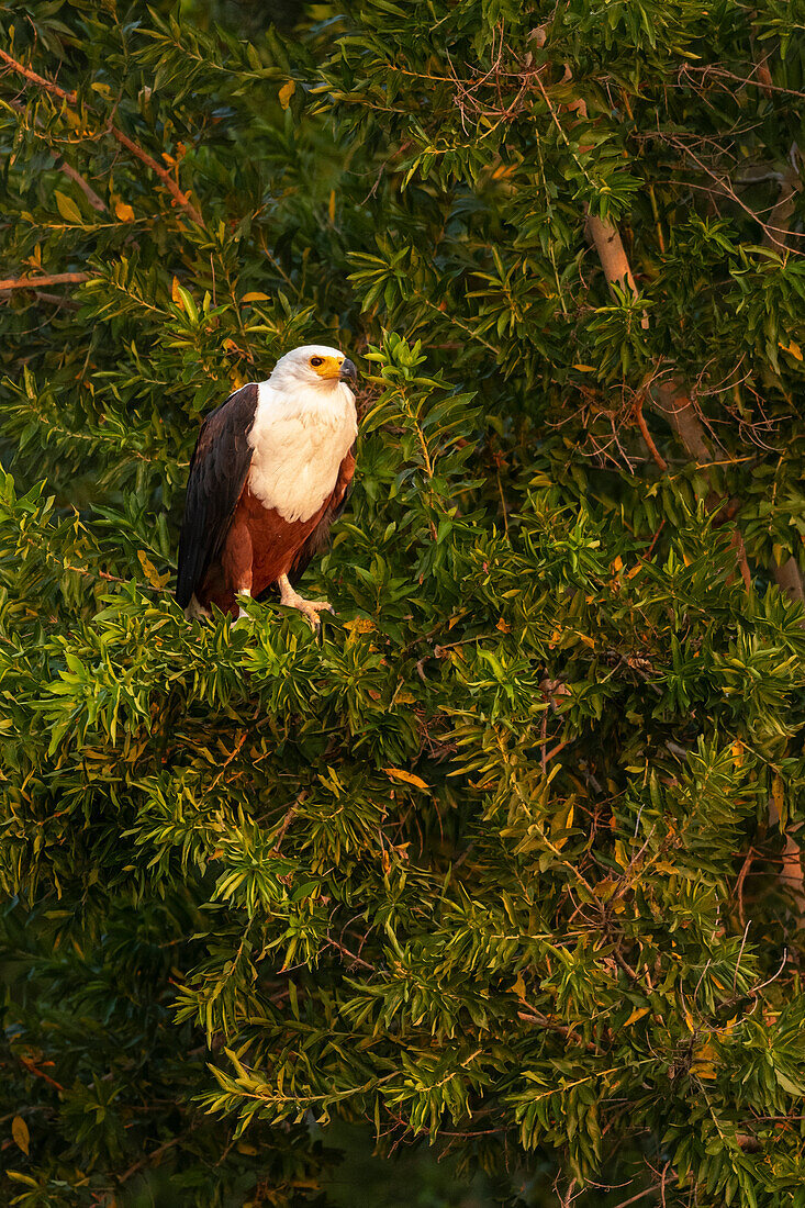 African Fish Eagle, Marataba, Marakele National Park, South Africa, Africa