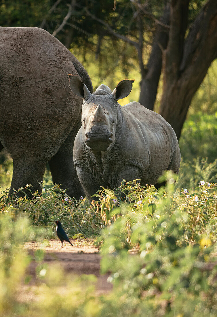 Young White Rhino with mother, Marataba, Marakele National Park, South Africa, Africa