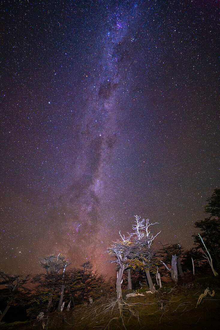 Milchstraße über den Bäumen, Nationalpark Los Glaciares, UNESCO-Weltnaturerbe, Patagonien, Argentinien, Südamerika