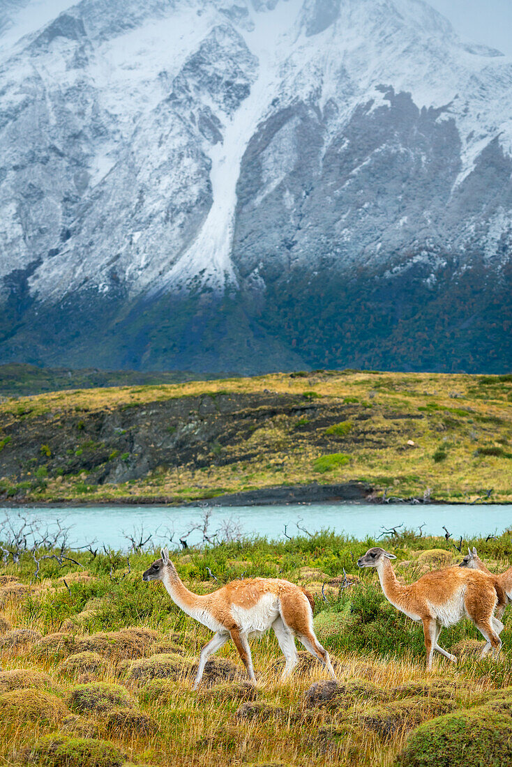 Guanacos (Lama guanicoe) with mountains in background, Torres del Paine National Park, Patagonia, Chile, South America