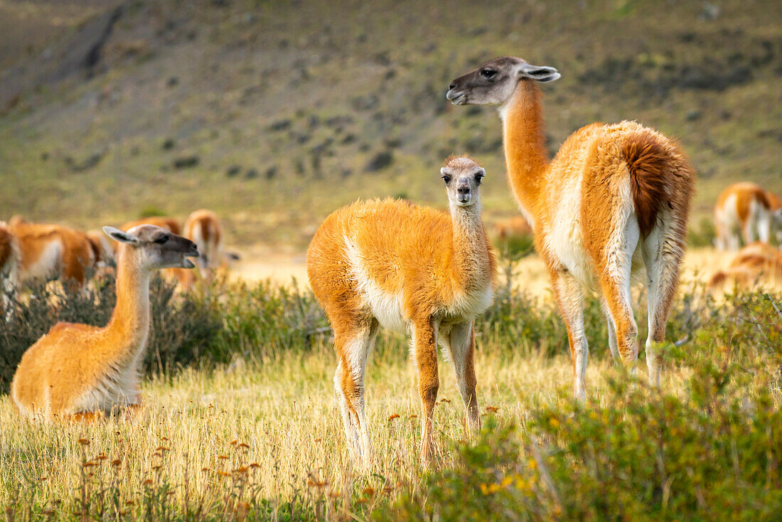 Baby guanaco (Lama guanicoe) with its herd, Torres del Paine National Park, Patagonia, Chile, South America