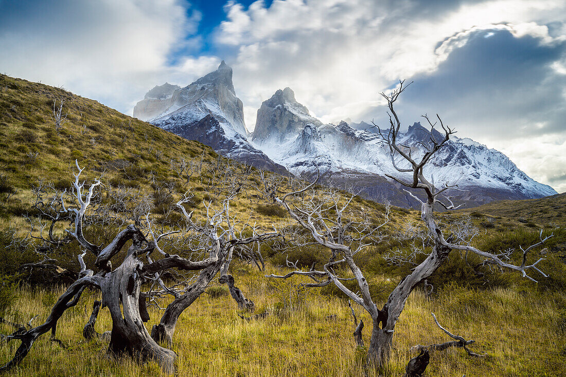 Barren trees with Los Cuernos mountain peaks in background, Torres del Paine National Park, Patagonia, Chile, South America