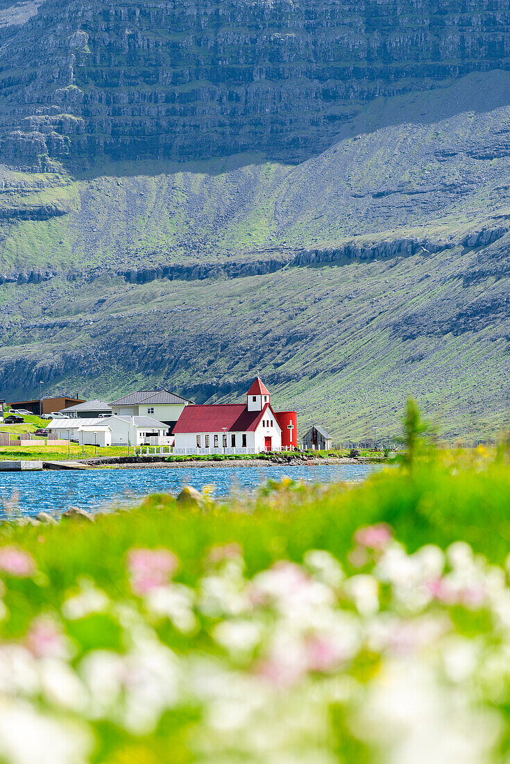 View of the church with grasses and flowers in the foreground, Hvannasund, Vidoy island, Faroe Islands, Denmark, Europe