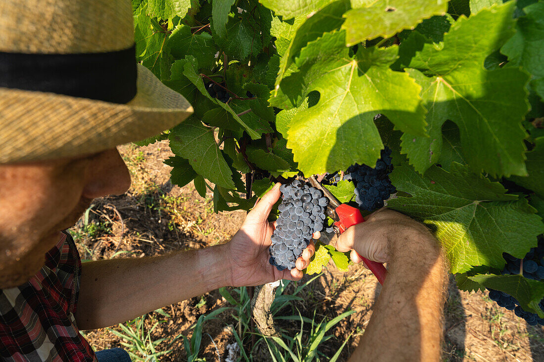 Weinlese in Franciacorta in der Sommersaison, Provinz Brescia in der Lombardei, Italien, Europa